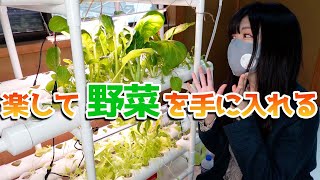 水耕栽培｜簡単に1ヵ月かからず安全で虫のつかない野菜が出来ました｜モルモット