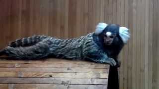 Смешные обезьянки. Белоухая игрунка. Funny monkey. White-eared marmoset.