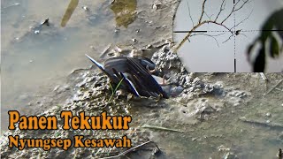 Akibat Gagal Landing Tekukur ini Nyebur kesawah