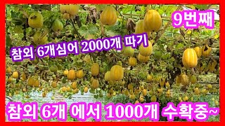 참외 6주심어 1000여개  수확중~전원일기 인간극장  주말농장 텃밭