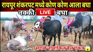 रायपूर शंकरपट मध्ये कोण कोण आला बघा | सगळे नामांकित बैल एकत्र 😱 | most popular bull in India | bail