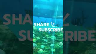 Beautiful part of aquarium#shorts#trending#music#4M outdoors