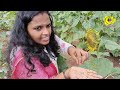 variety farmer യുവ കർഷകൻ സുജിത്തിന്റെ സൂര്യകാന്തി കൃഷി...