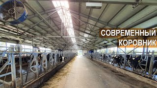 Содержание КРС Голштинской породы. Устройство современного коровника. Ферма Боровецкий станъ.