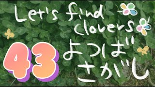 【ちょいむず！】四葉はどこにあるのかな？その43　Let‘s find clovers！【part43】【Hard】