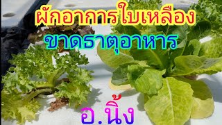 🌱ผักใบเหลืองขาดธาตุอาหาร🌱#ผักใบเหลือง#Ekkalak fram