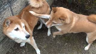 飼い主も驚く柴犬の雄と雌の逆転現象・・・育て方間違った（泣）