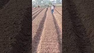 ដាំឆៃថាវ Growing beets