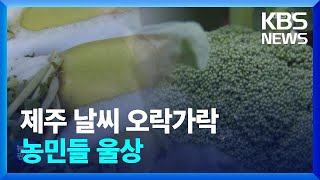 한파 지나자 봄 날씨…이상 기후에 농가 울상 / KBS  2023.02.02.