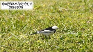 ハクセキレイ（ホオジロハクセキレイ）White Wagtail (Motacilla alba leucopsis)