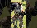 tiny zebra’s first steps in the wild cuteanimal wildanimals zebra youtubeshorts babyanimals