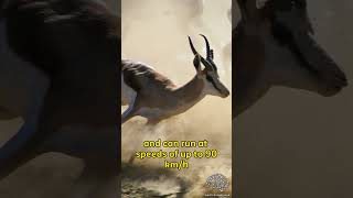 Springboks | FASTER Top Speed Than LIONS!