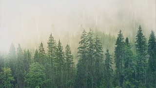 잠자거나 공부하는 열대우림 빗소리 🌧️ 백색소음 폭풍우 10시간