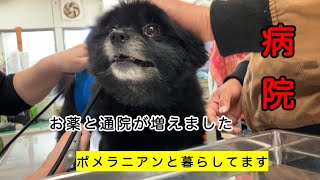 【老化とともに増える出費】動物病院への通院が増えました。老化＋体調不良でかかる時間とお金