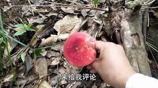 老乡靠捡这种漂亮的红菇，一天收入达10000元，小伙摘得过瘾