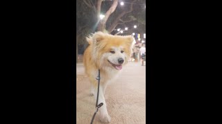 【大人気】イタリア人に愛される秋田犬！【本編は説明欄かコメント欄からどうぞ♪🐕】