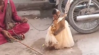 Monkey street dance performance Today's video // Bandar tamasha latest video / Bandriya ke khel