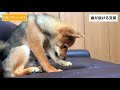 【豆柴】カメラは捉えた！柴犬の歯が抜ける瞬間【子犬】