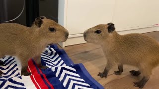 The 2 Baby Capybaras Pull Up \u0026 Face-off