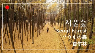 서울시 성동구 / 서울숲 Seoul Forest ソウルの森 首尔林 @mrsyou