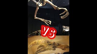 デイノケイルスvsテリジノサウルス