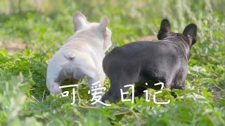 【法国斗牛犬】可爱蠢萌法斗小姐妹～