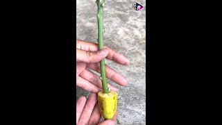 Growing Mango Tree from Cutting by Banana #shorts #omg #trending