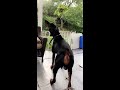 doberman howling with sirens