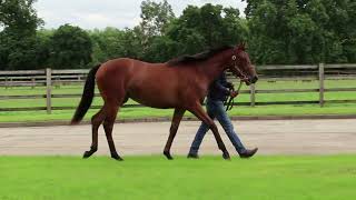 2023 August Yearling Sale - Lot 176 f. N(GHAIYYATH x CHILDA)