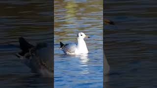 Common Gull