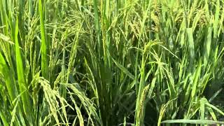 90 DAYS | PADDY CULTIVATION | RABI SEASON 2024 - 25 | RNR 15048 SUGARLESS VARIETY | PRR | FARMLAND|