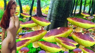 SHOCK Amazing! MEGA MUSHROOMS PICKING! BOLETUS EDULIS  already growing⚠️ Mushrooms 2022