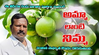 నిమ్మ|Lemon Tree Benefits In Telugu | Prakruthi Vaidyam