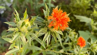 Safflower Seed to Flower to Harvest (Carthamus tinctoria) : The Bittersweet Gardens