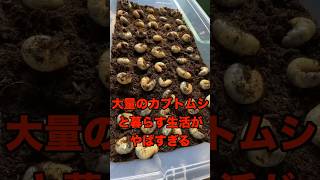 【閲覧注意】大量のカブトムシと共に暮らす生活