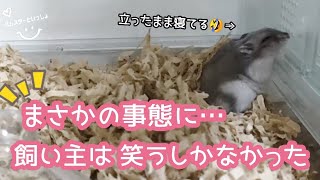 【衝撃！】まさかの事態にハムスターの飼い主慌てる！！(生後10日目)