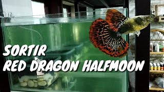 SORTIR RED DRAGON HALFMOON GAES...