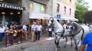 Grande fiera equina Ivrea San Savino 2014 - Sfilata cavalli vincitori