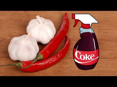 4 Homemade Organic Pesticide Every Gardener Must Know 4 Homemade Organic Pesticide Every Gardener Must Know