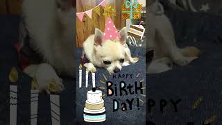 るっちゃん7歳の誕生日おめでと〜う🎂#shorts　#dogs#funny