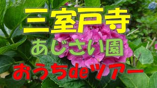 三室戸寺　あじさい園　京都府宇治市　おうちdeツアー