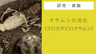 オサムシの羽化（クロカタビロオサムシ）