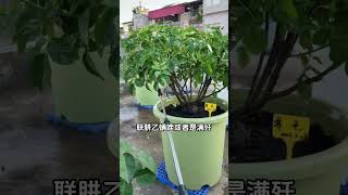 这个视频告诉你怎么收拾月季红蜘蛛红蜘蛛 月季 病虫害防治 花卉绿植 服务三农支持三农