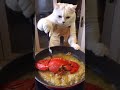 cat chef #cats #kitten #shorts