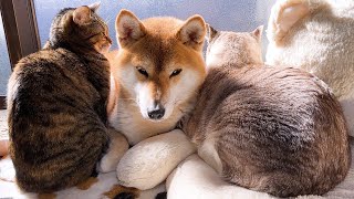 甘える猫たちをおおらかに受け入れる柴犬が実は一番うれしいのです