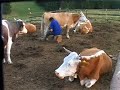 575 karcfalva magyar tarkák fejése. milking hungarian cattle