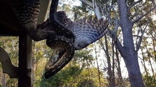 Python Devours Massive Bird