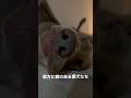 寝方に癖のある愛犬たち #ゴールデンレトリバー #ワイマラナー #大型犬