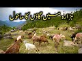 Explore Village Life Mansehra Hazara kpk || Tayyab Khan Swati Vlog