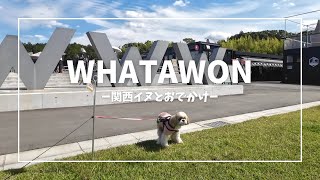 【関西おでかけ】ワタワンってどんなところ？リピ確定！犬連れには最高すぎる場所